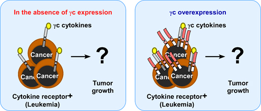 g c cytokine 신호 조절을 통한 항암면역요법 연구